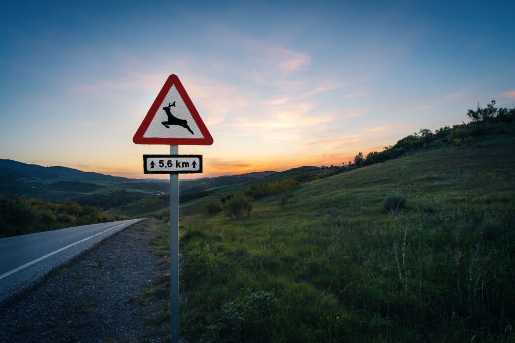 Responsabilitat civil en accidents de circulació amb animals