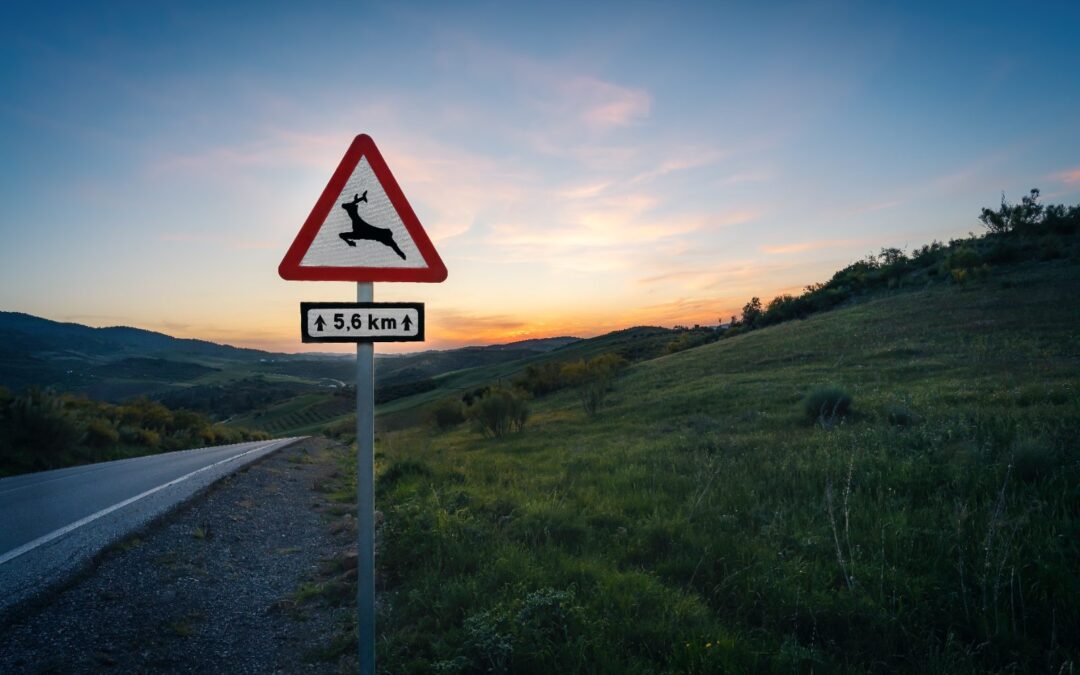 Responsabilitat civil en accidents de circulació amb animals