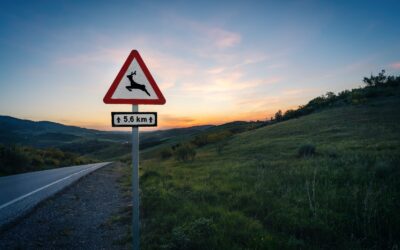 Responsabilitat civil en accidents de circulació amb animals
