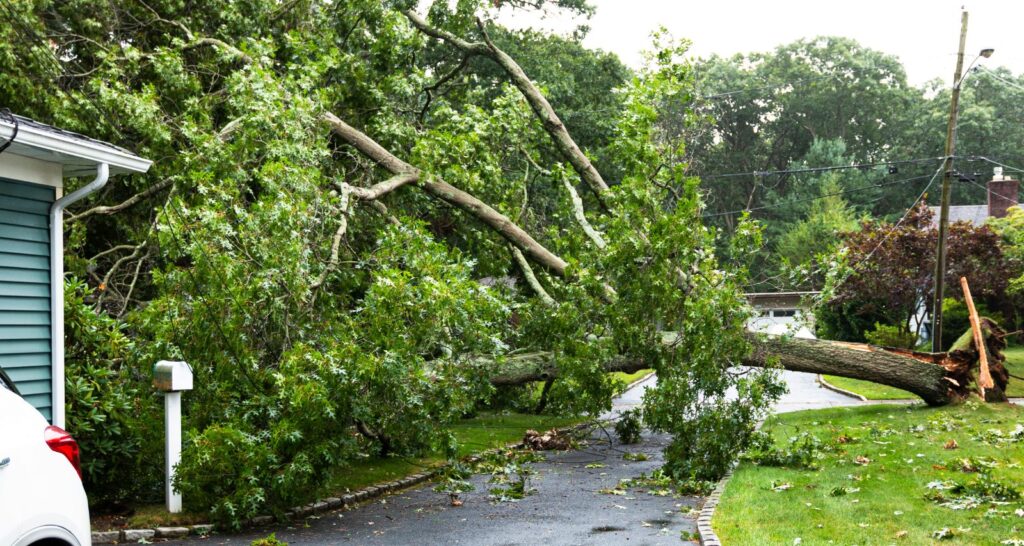 Arbre del veí caigut sobre una casa després d'un temporal