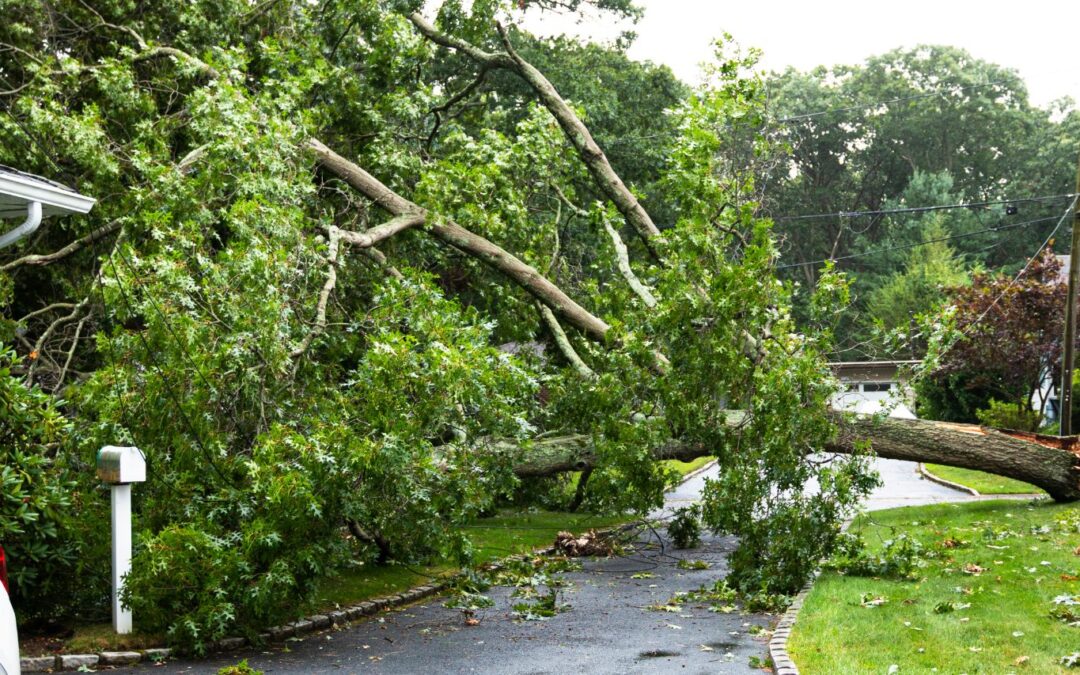 Arbre caigut sobre el cotxe o la casa: qui paga els danys