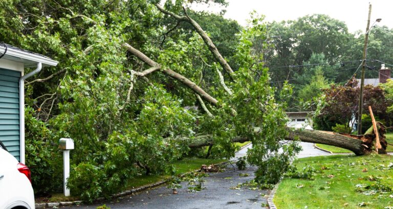 Arbre del veí caigut sobre una casa després d'un temporal