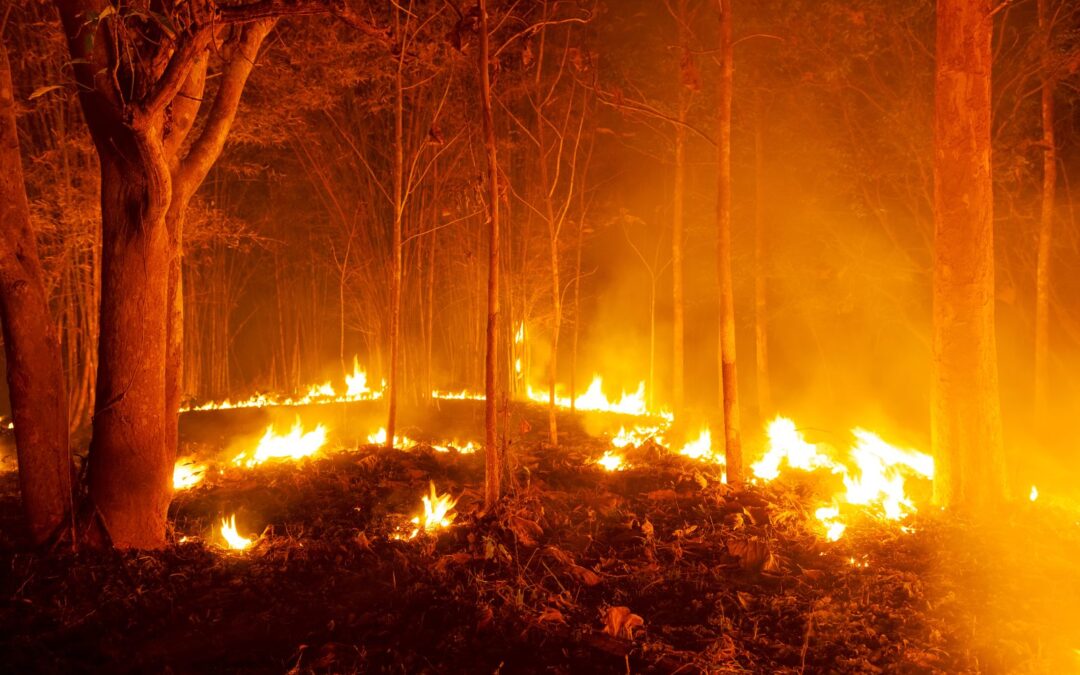 Incendi forestal que afecta una segona residència: com reclamar a l’assegurança