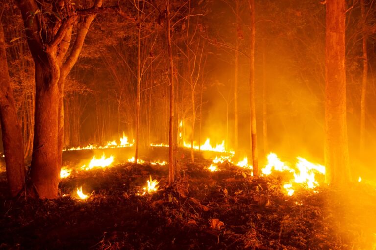 Incendi forestal que afecta una segona residència