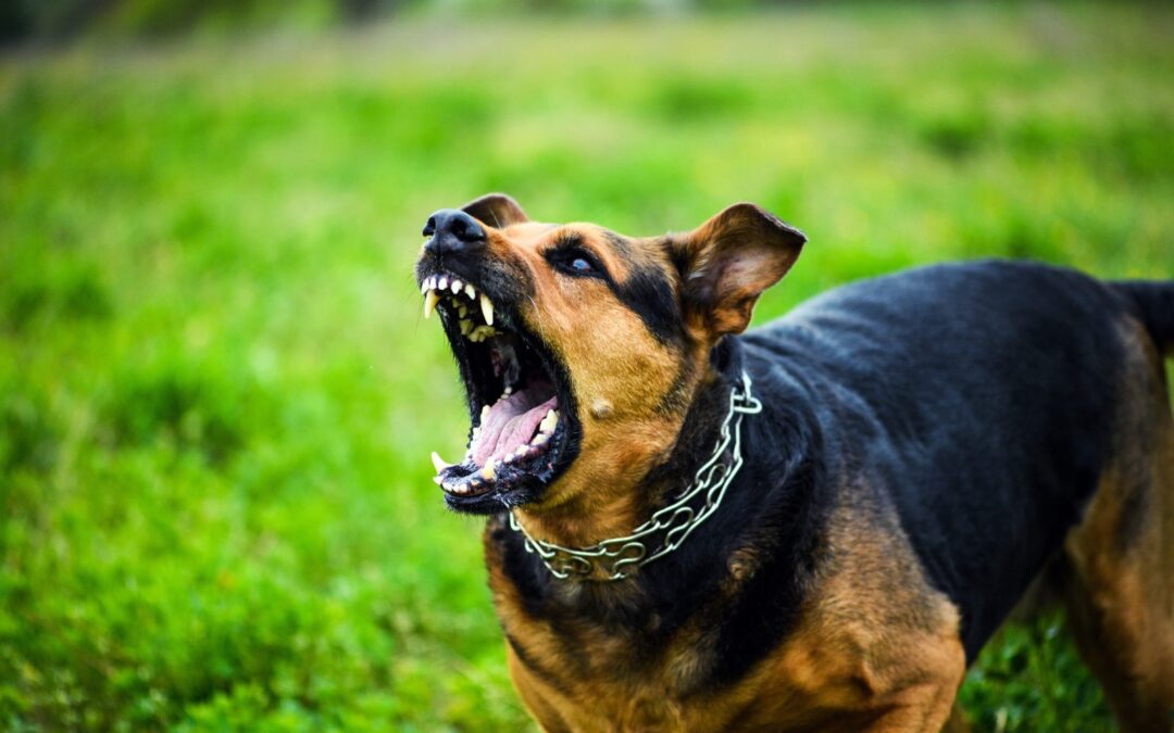 T’ha lesionat un animal? Qui respon i com es reclama la indemnització